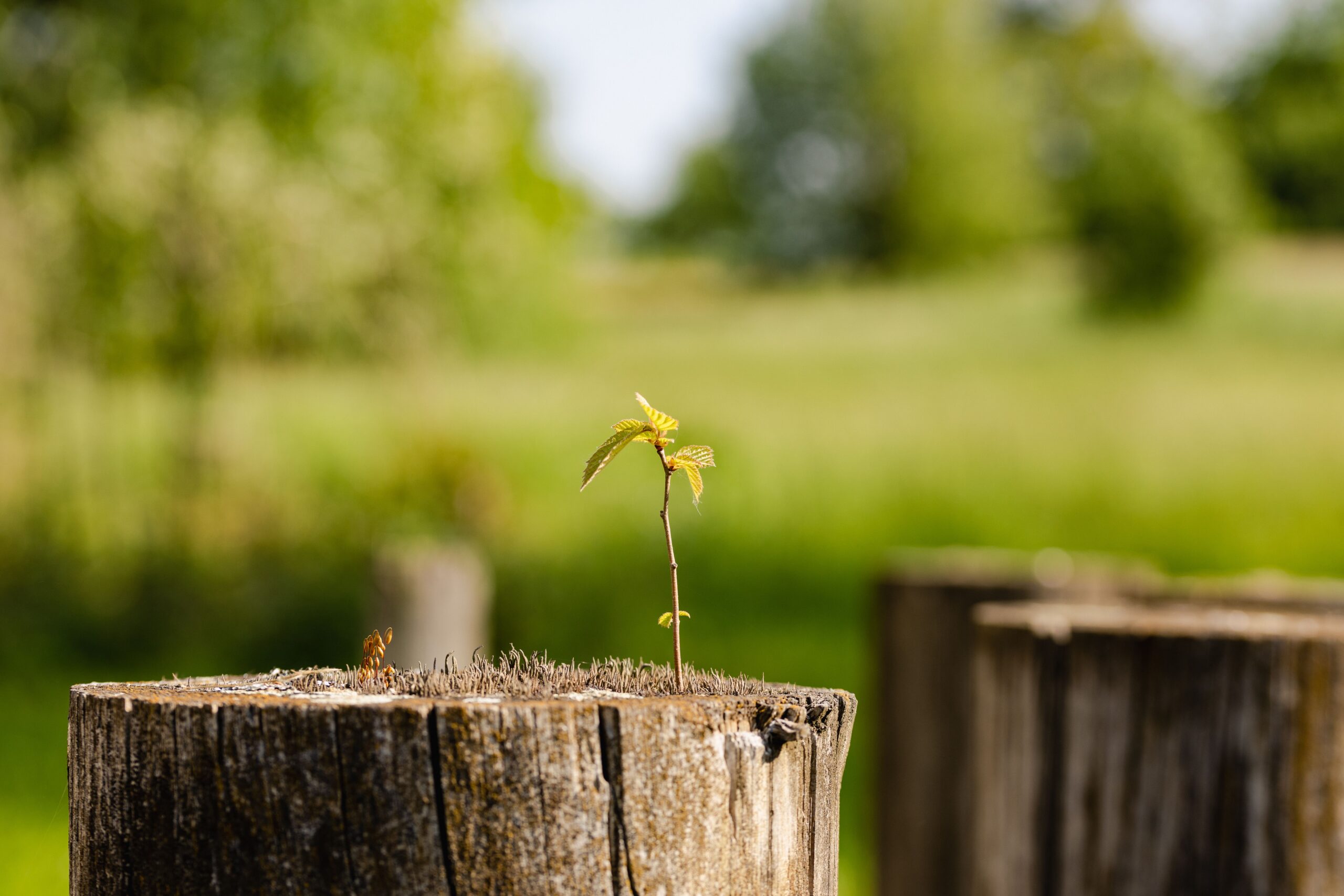 Resilienz